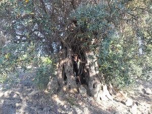 Tysiącletnie drzewo oliwne w okolicy Aragony