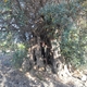 Tysiącletnie drzewo oliwne w okolicy Aragony