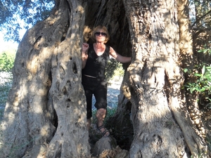 Tysiącletnie drzewo oliwne, puste w środku