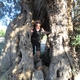 Tysiącletnie drzewo oliwne, puste w środku