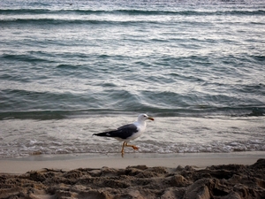 Wieczorem plażę przejmują mewy