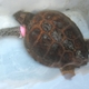 Chora żółwiczka w szpitalu dla żółwi