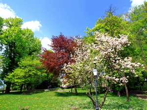 magnolie w parku na Górze Zamkowej
