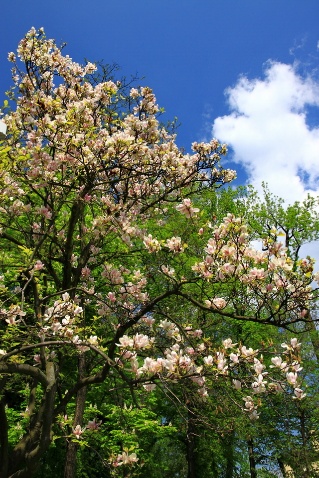 magnolie w parku na Górze Zamkowej