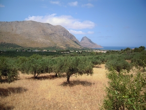 Sady oliwne, a w oddali Monte Cofano