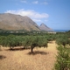 Sady oliwne, a w oddali Monte Cofano
