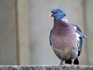 Gołąb