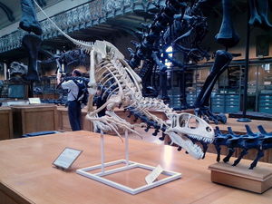 Muzeum Paleontologii
