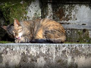 Kot na Pere Lachaise