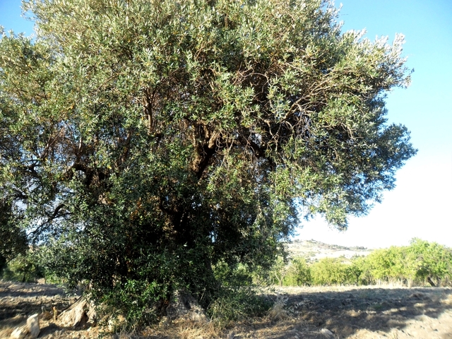 Tysiącletnie drzewo