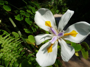 13932238 - Bodelva Eden Project