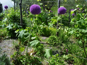 13932253 - Bodelva Eden Project