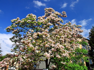 magnolie na Placu Kościelnym