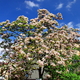magnolie na Placu Kościelnym
