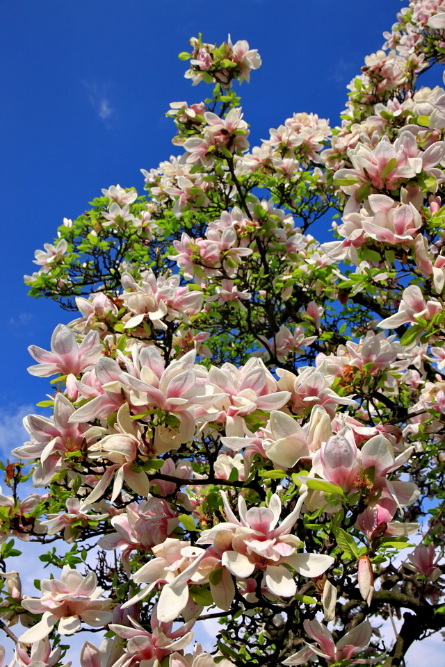 magnolie na Placu Kościelnym