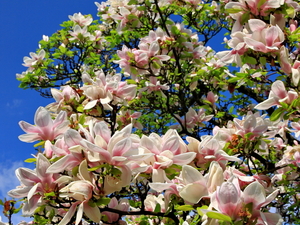 magnolie na Placu Kościelnym