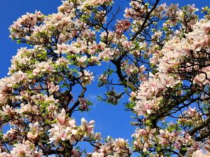 magnolie na Placu Kościelnym