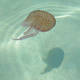 kropkowana meduza