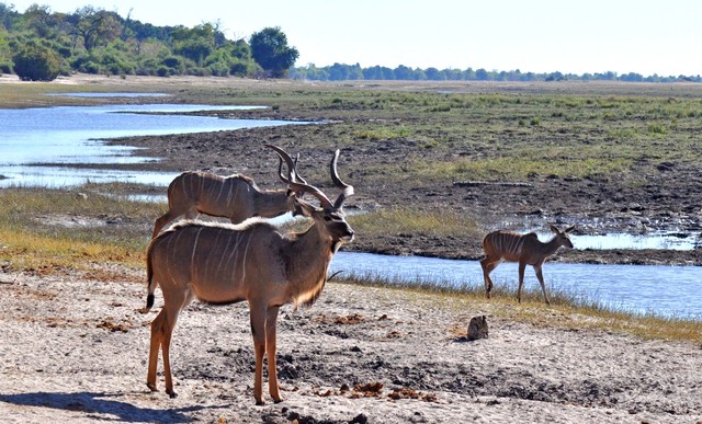 Samiec kudu, (Chobe, Botswana)