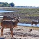Samiec kudu, (Chobe, Botswana)