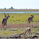 Kudu (Chobe, Botswana)