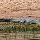 Krokodyl nad rzeką Chobe