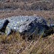 Krokodyl nad rzeką Chobe