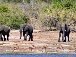 Słonie i impale (Chobe, Botswana)