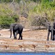 Słonie i impale (Chobe, Botswana)