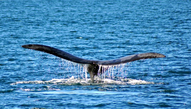 Wieloryb biskajski południowy