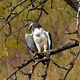 Martial eagle