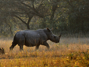Nosorożec biały (Makhasa, RPA)