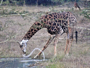 Żyrafa u wodopoju (Makhasa, RPA)