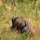 Nosorożce (Hluhluwe, RPA)