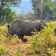 Nosorożce (Hluhluwe, RPA)