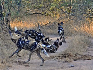 Klaserie: dzikie psy afrykańskie