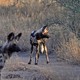 Klaserie: dzikie psy afrykańskie