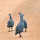 Klaserie: guinea fowl 