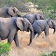 Słonie, słonie, wszędzie słonie...
