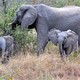 Słonie, słonie, wszędzie słonie...