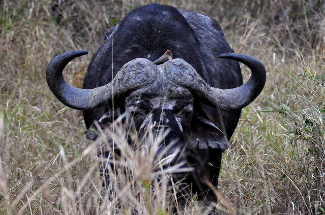 Bąkojad (oxpecker) i bawół...