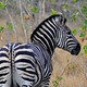 Zebra w Sabi Sand