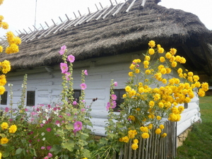 Sanok