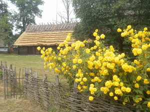 Sanok