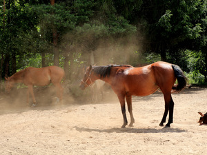 Baraszkujące konie