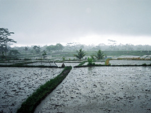Pola ryżowe w okolicy Ubud