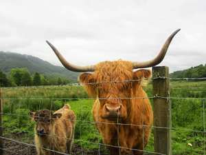 Trossachs National Park, hairy coo's:)