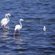 Hiszpania, flamingi