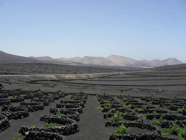 Lanzarote, La Geria