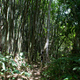 bambusowy las